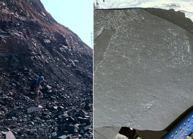 Tang at quarry in South China (left) with abundant sponge spicules (right)